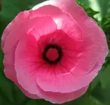Malve_rosa (6).webp