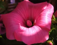 Malve_rosa (9).webp