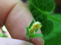 Tomate (2).webp