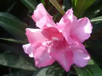 Garten 010.webp