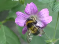 Garten 016.webp