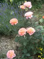 Garten 011.webp