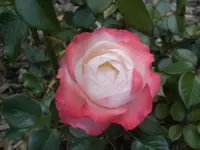 Garten 013.webp