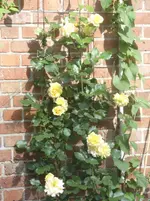 Garten 007.webp