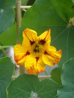 Garten 001.webp