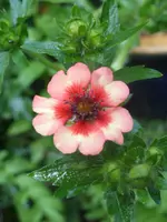 Garten 002.webp