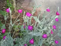 Garten 003.webp