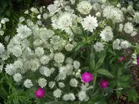 Garten 004.webp