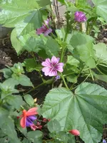Garten 005.webp