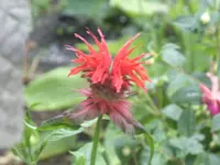 Garten 006.webp