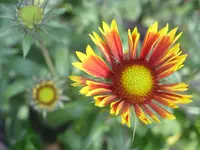 Garten 008.webp