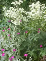 Garten 017.webp