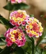 IMG_3505.webp