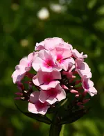 IMG_3513.webp
