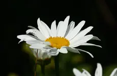 IMG_3515.webp