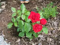 27978.webp