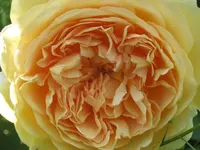 011.webp