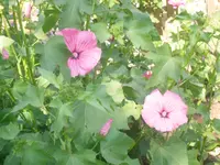03.07.2010 001.webp