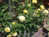 03.07.2010 004.webp