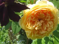003.webp