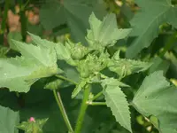 03.07.2010 006.webp