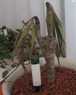 DracaenaMarginata2.webp