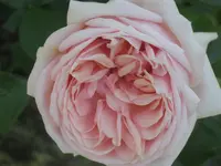 012.webp
