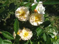 006.webp