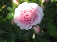 030.webp