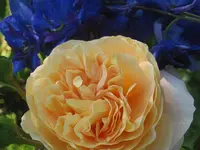 041.webp