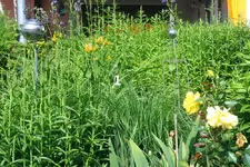 Micro-Dip Suchbild2.webp