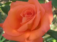 027.webp