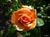 P1020001.webp