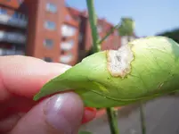 DSCN3163.webp