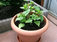 DSCF3642.webp
