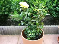 27972.webp