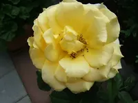 27971.webp