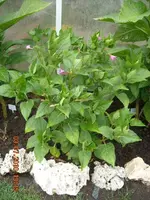 03.07.2010 020.webp
