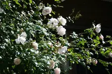 IMG_2097 - Kopie.webp
