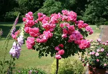IMG_2098 - Kopie.webp