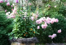 IMG_2116 - Kopie.webp