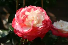 IMG_2113 - Kopie.webp