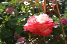 IMG_2114 - Kopie.webp