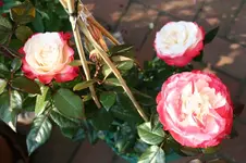IMG_2115 - Kopie.webp