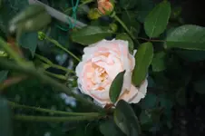 Tamora II.webp
