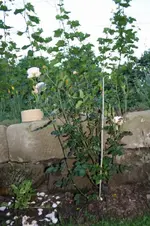 Tamora III.webp