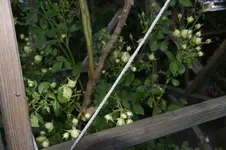 DSC03309.webp