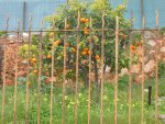 Apfelsinenbaum im Nachbarsgarten.jpg