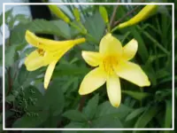 gelbe_lilien2.webp