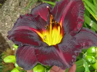 IMG_ed murray_1024x768.webp